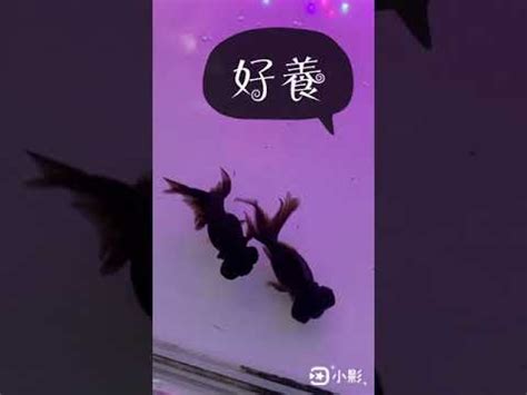 黑牡丹魚|新手必看：黑牡丹養護